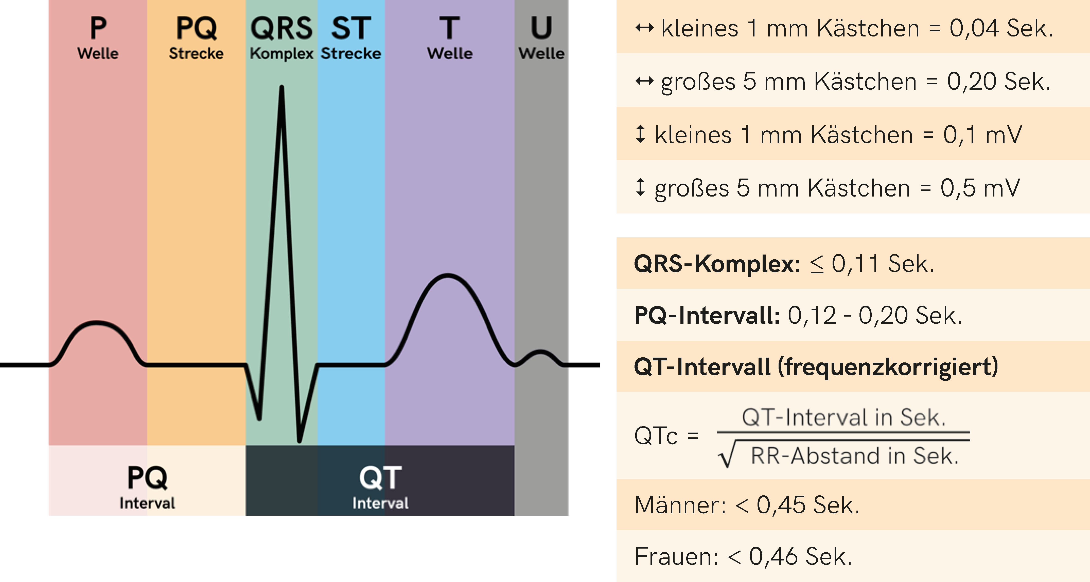 EKG Normwerte 1.png